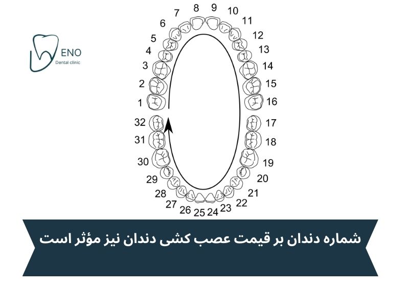 شماره دندان و قیمت عصب کشی دندان